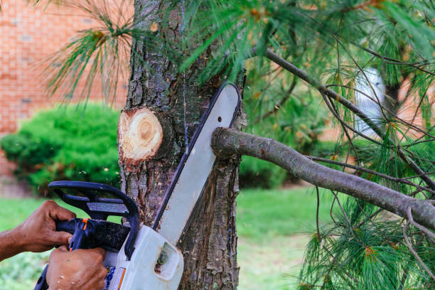 Best Local Tree Services  in USA